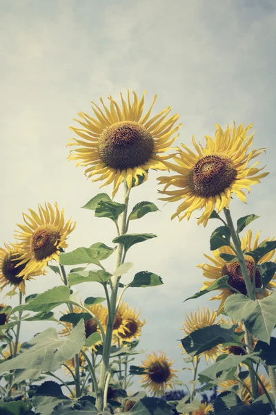 Field of sunflowers — Stock Photo, Image