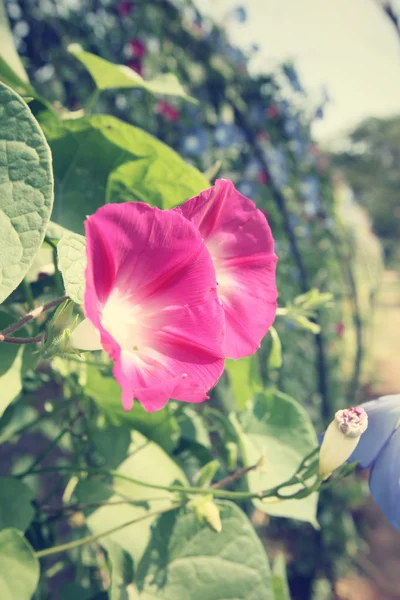 Svlačec růžové květy — Stock fotografie