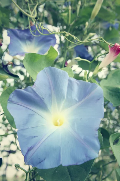 Blauwe morning glory bloemen — Stockfoto