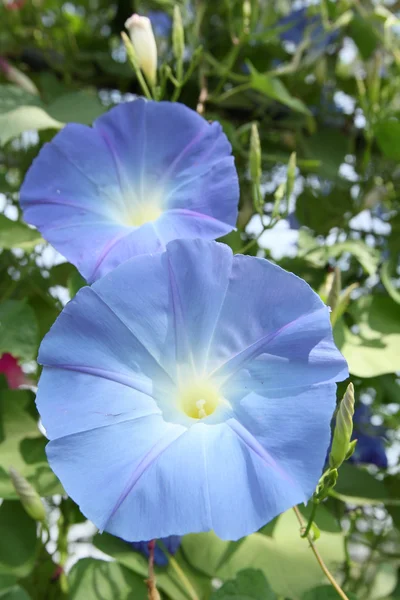 Blauer Morgenruhm Blumen — Stockfoto