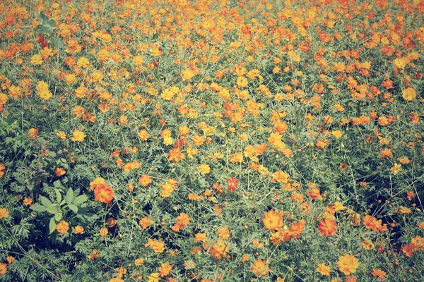 Feld der gelben Kosmos-Blumen — Stockfoto