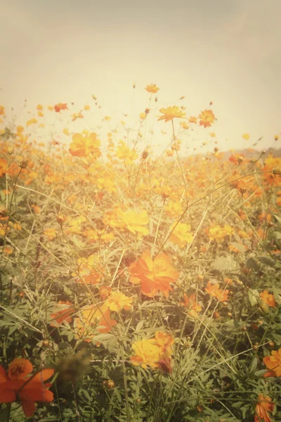 Campo de flores cosmos amarelas — Fotografia de Stock