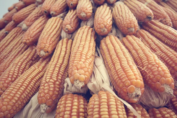 Dried corns — Stock Photo, Image