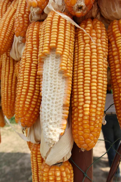 Sušená kukuřice — Stock fotografie