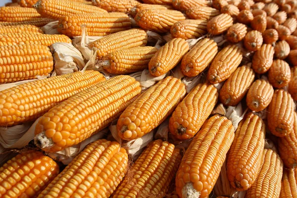 Dried corns — Stock Photo, Image