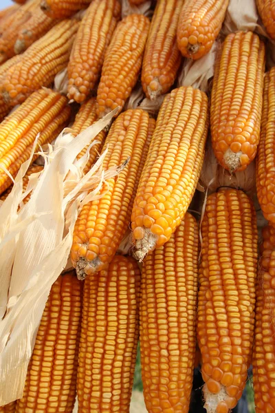 Dried corns — Stock Photo, Image