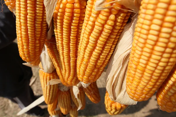 Sušená kukuřice — Stock fotografie