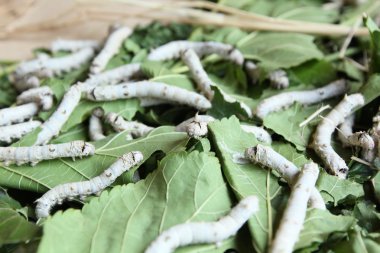 Silkworms