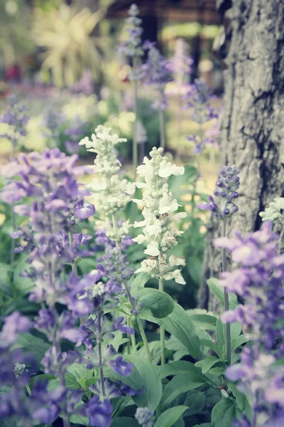 Flores de salvia púrpura — Foto de Stock