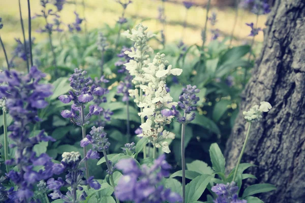 Paarse salvia bloemen — Stockfoto