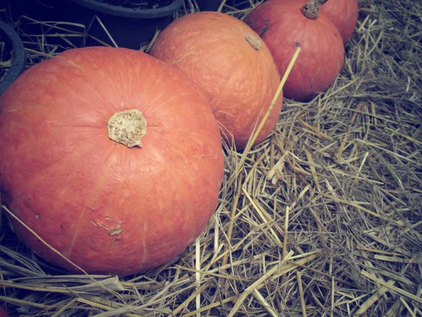 Calabazas frescas —  Fotos de Stock