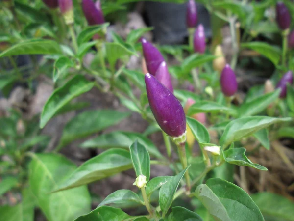 Peperoncino viola — Foto Stock