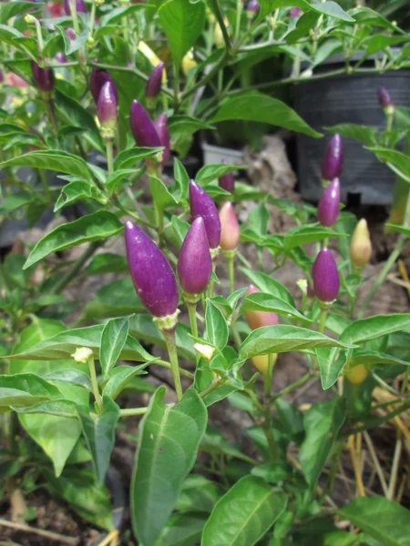 Peperoncino viola — Foto Stock