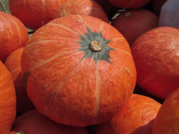 Fresh pumpkins — Stock Photo, Image
