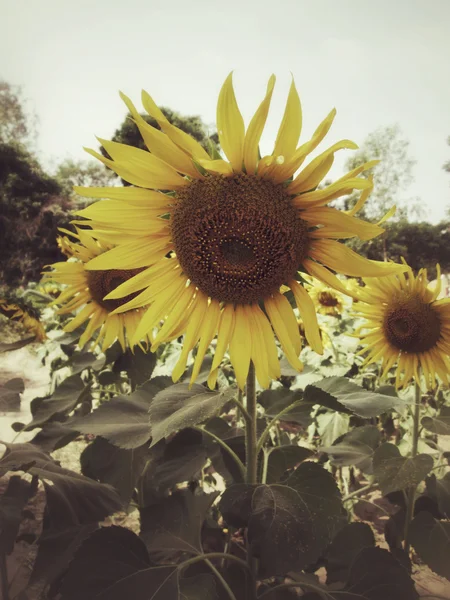 Champ de tournesols — Photo