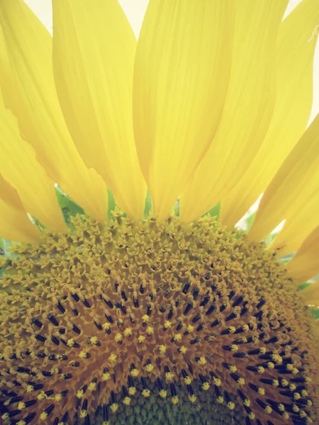 Sunflowers — Stock Photo, Image