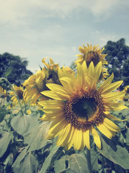 Champ de tournesols — Photo