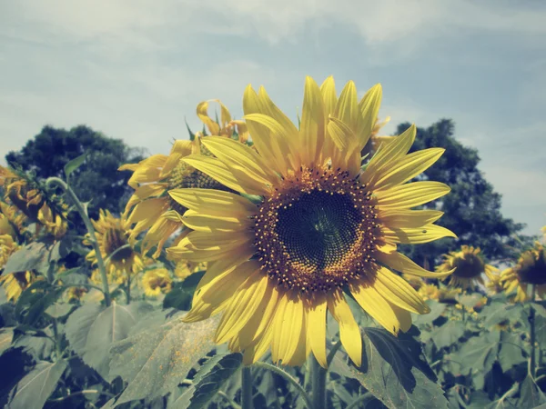 Champ de tournesols — Photo