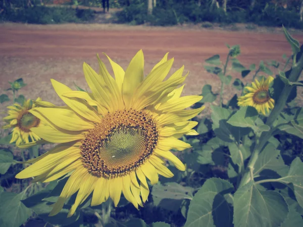 Champ de tournesols — Photo