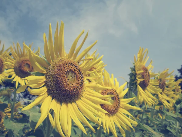 Field of sunflowers — Stock Photo, Image