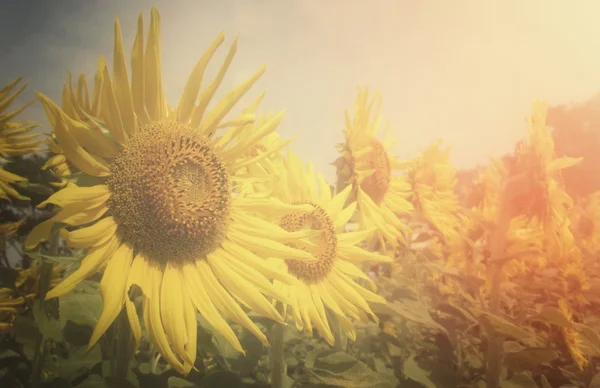 Field of sunflowers — Stock Photo, Image