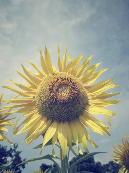 Field of sunflowers — Stock Photo, Image