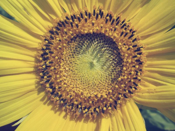 Sunflowers — Stock Photo, Image