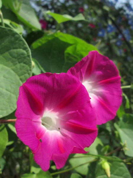 Pink morning glory flowers — Stock Photo, Image