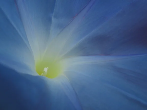 Blue morning glory flowers — Stock Photo, Image