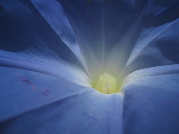 Svlačec modré květy — Stock fotografie
