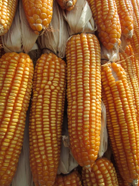 Jagung kering — Stok Foto