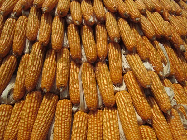 Dried corns — Stock Photo, Image