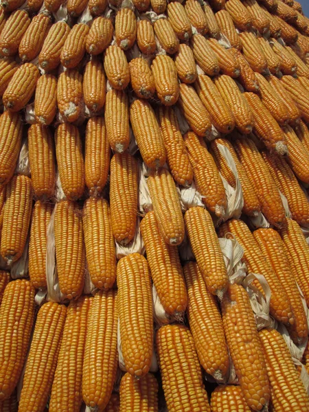 Dried corns — Stock Photo, Image