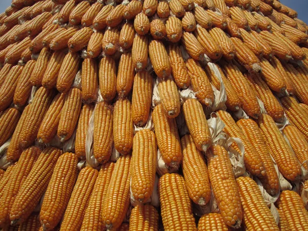 Dried corns — Stock Photo, Image