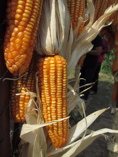 Dried corns — Stock Photo, Image