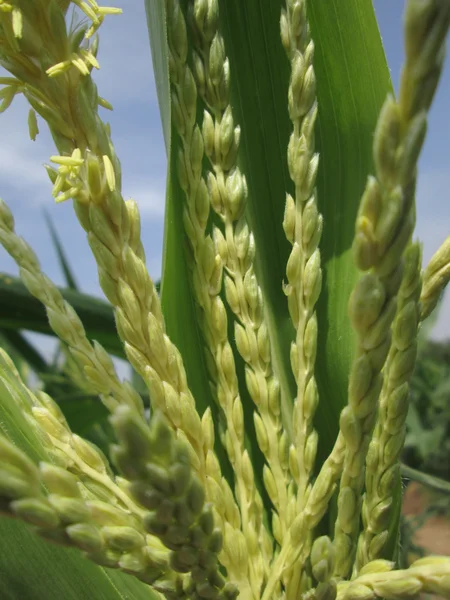Corn field — Stock Photo, Image
