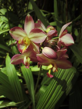 Vintage orkide çiçek