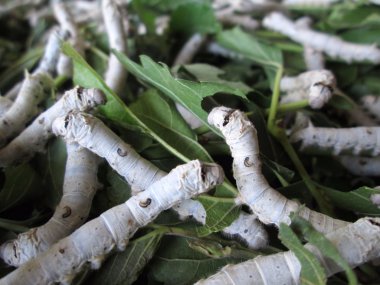 Silkworms