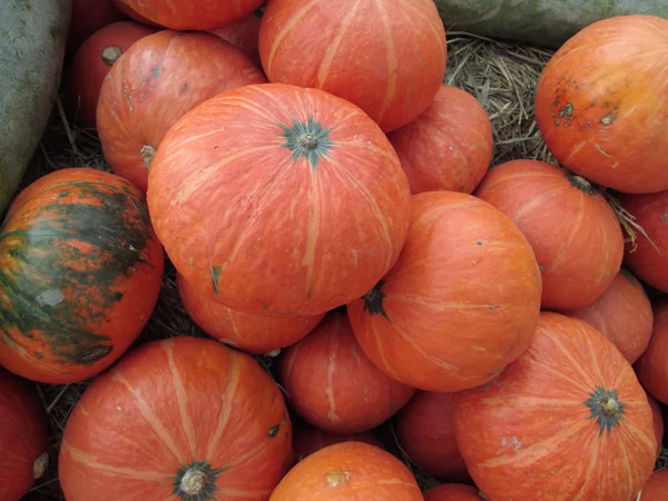 Calabazas frescas —  Fotos de Stock