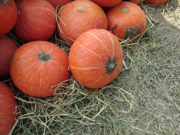 Calabazas frescas —  Fotos de Stock