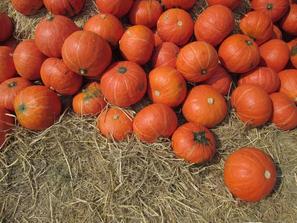 Frische Kürbisse — Stockfoto