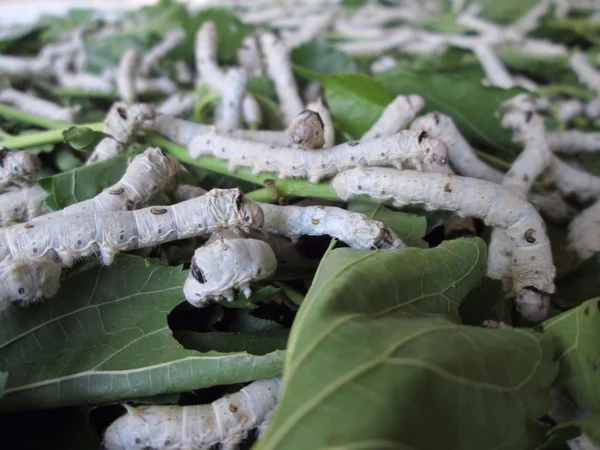 Gusanos de seda — Foto de Stock