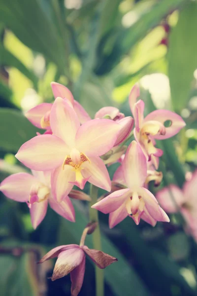 Вінтаж orchid квіти — стокове фото