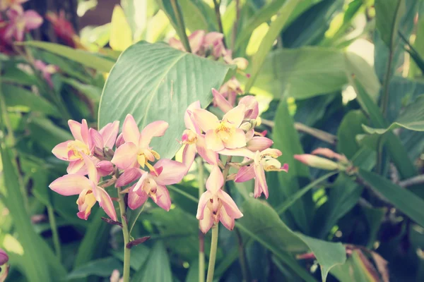 Vintage orchid flowers — Stock Photo, Image