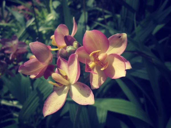 Vintage orkidé blommor — Stockfoto