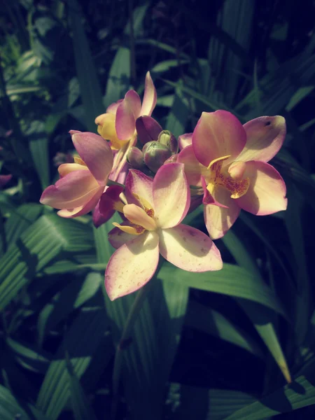 Fleurs d'orchidée vintage — Photo