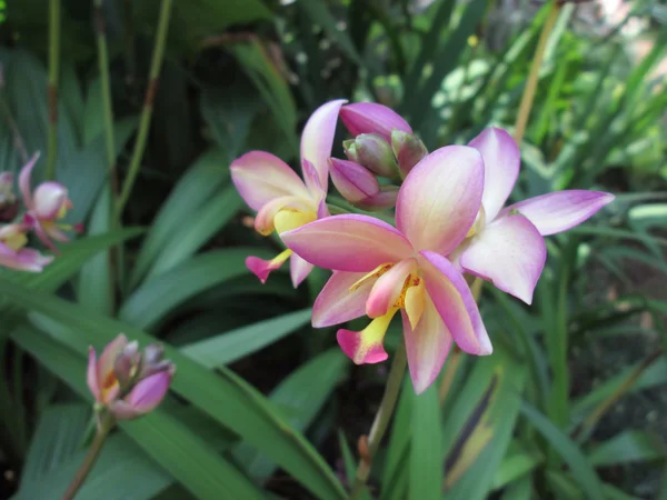 Flores de orquídeas — Fotografia de Stock