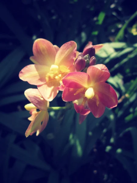 Винтажные цветы орхидеи — стоковое фото