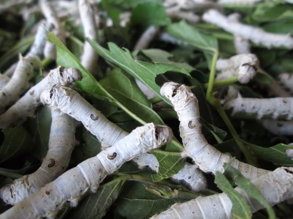 Silkworms — Stock Photo, Image