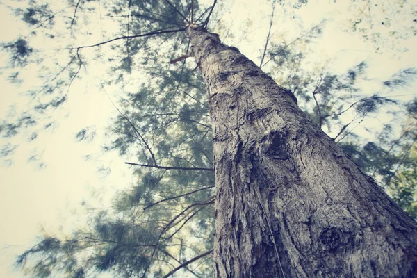 Pinos — Foto de Stock